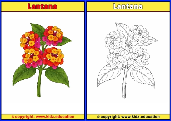 Lantana - Printable Coloring Page for Kids