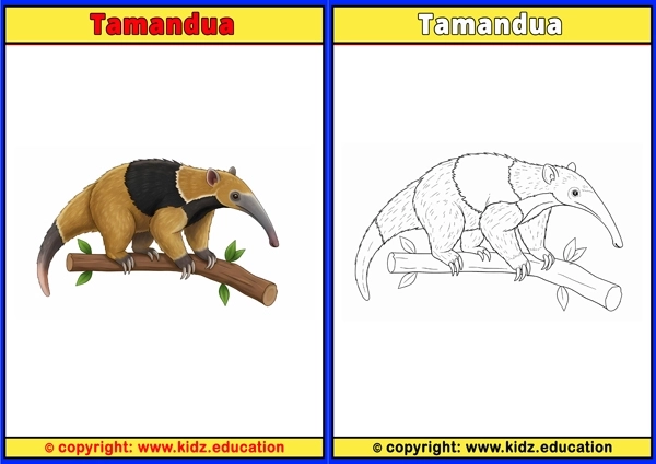 Tamandua - Printable Coloring Page for Kids