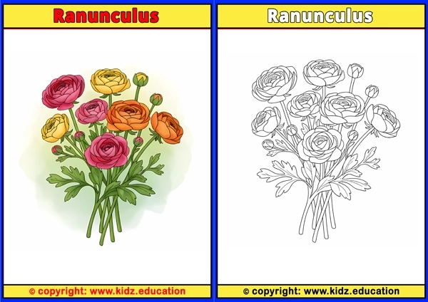Ranunculus - Printable Coloring Page for Kids