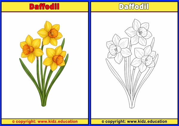 Daffodil - Printable Coloring Page for Kids