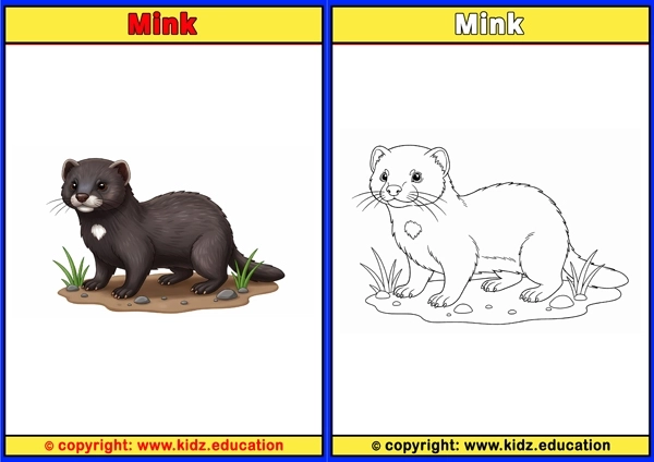 Mink - Printable Coloring Page for Kids
