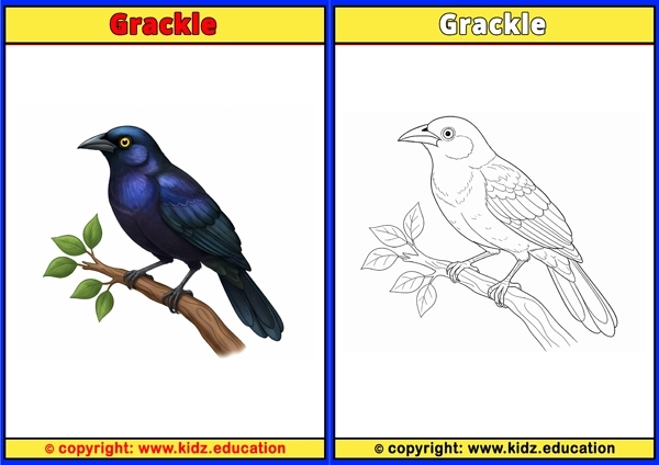 Great Hornbill - Printable Coloring Page for Kids