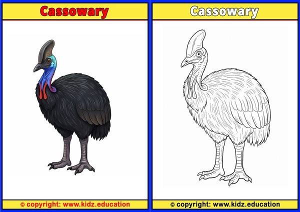 Cassowary - Printable Coloring Page for Kids