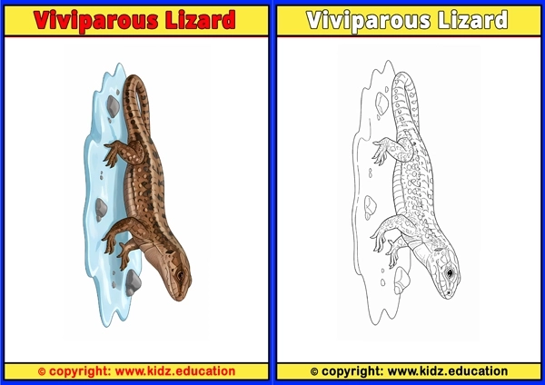 Viviparous Lizard - Printable Coloring Page for Kids