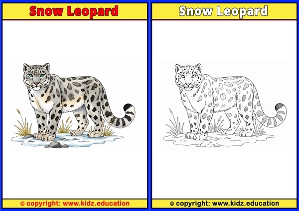 Snow Leopard - Printable Coloring Page for Kids