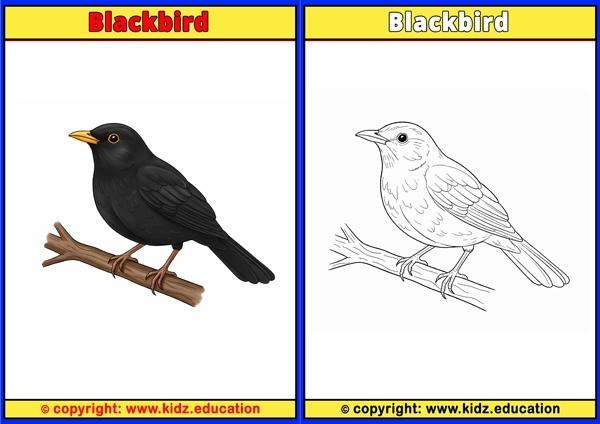 Blackbird - Printable Coloring Page for Kids