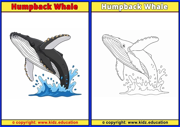 Humpback Whale - Printable Coloring Page for Kids