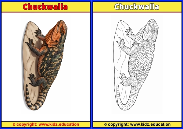 Chuckwalla - Printable Coloring Page for Kids