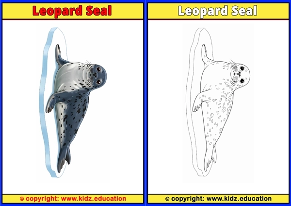 Leopard Seal - Printable Coloring Page for Kids