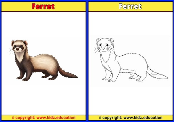 Ferret - Printable Coloring Page for Kids