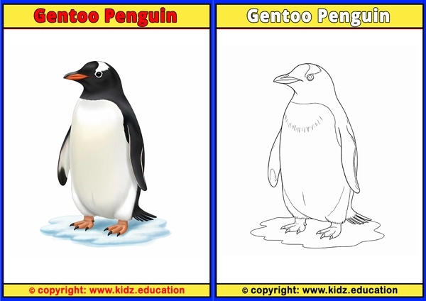 Glaucous Gull - Printable Coloring Page for Kids