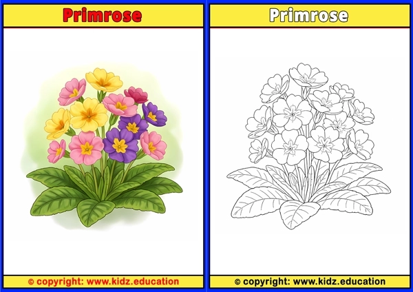 Primrose - Printable Coloring Page for Kids