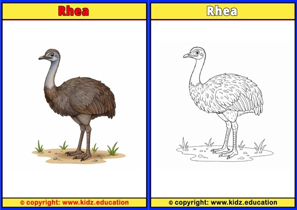 Rhode Island Red Chicken - Printable Coloring Page for Kids