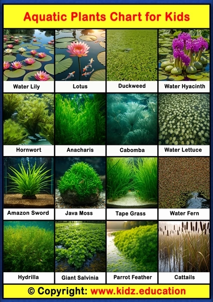Aquatic Plants Chart – 1 | Printable Educational Chart for Kids