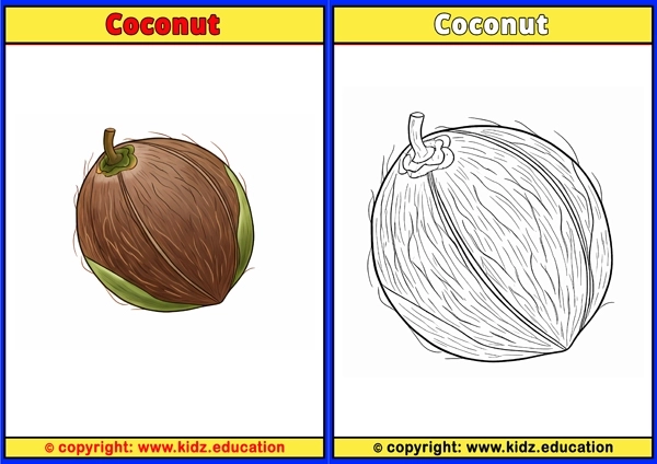 Coconut - Printable Coloring Page for Kids