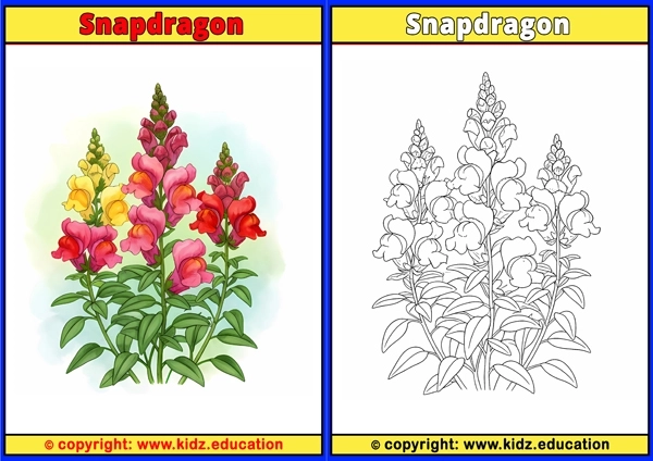 Snapdragon - Printable Coloring Page for Kids