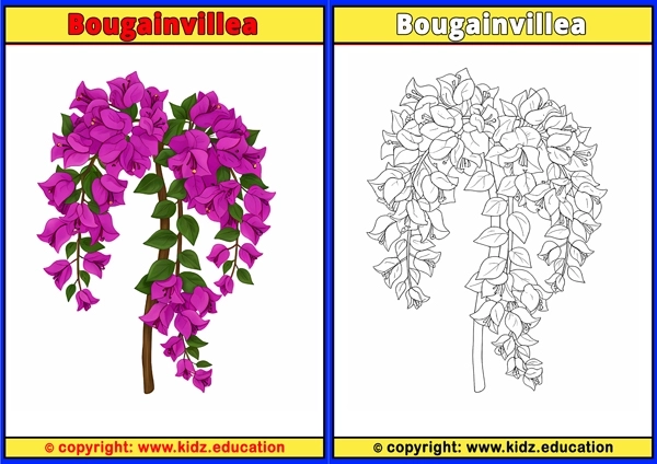 Bougainvillea - Printable Coloring Page for Kids