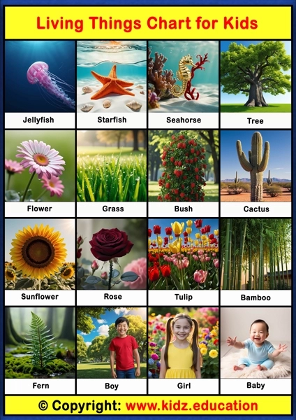 Living Things Chart - 3 | Printable Educational Chart for Kids