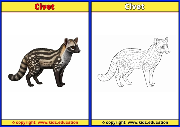 Civet - Printable Coloring Page for Kids