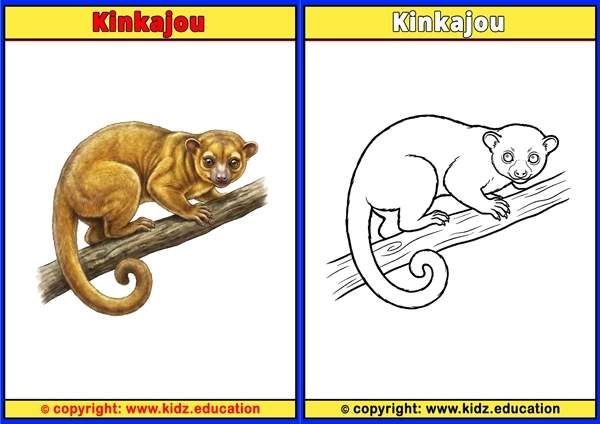 Kinkajou - Printable Coloring Page for Kids