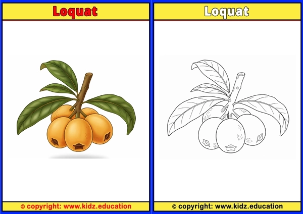Loquat - Printable Coloring Page for Kids