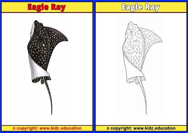 Eagle Ray - Printable Coloring Page for Kids