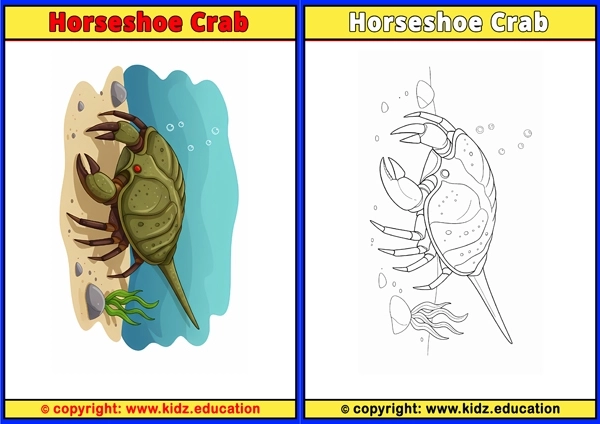 Horseshoe Crab - Printable Coloring Page for Kids
