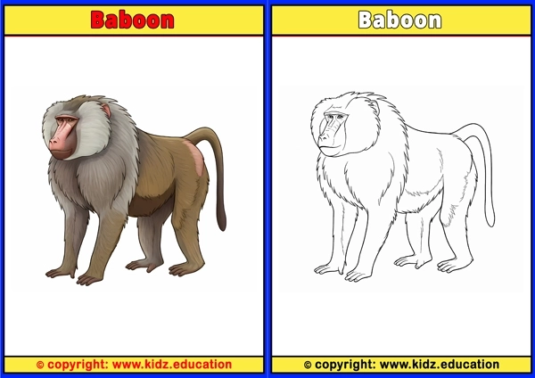 Baboon - Printable Coloring Page for Kids