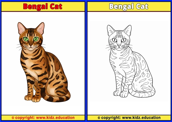 Bengal Cat - Printable Coloring Page for Kids