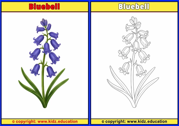 Bluebell - Printable Coloring Page for Kids