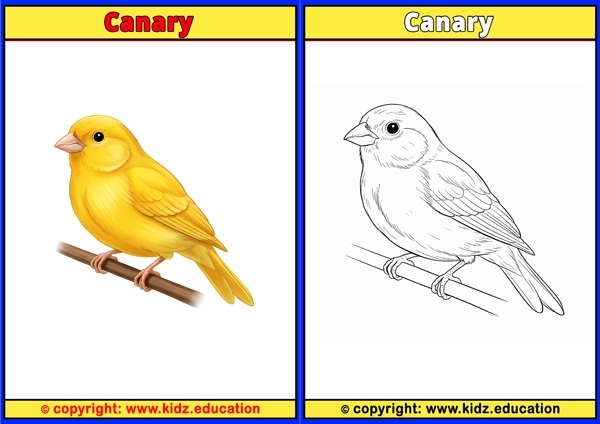 Canary - Printable Coloring Page for Kids