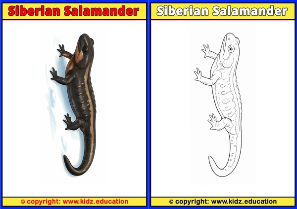 Siberian Salamander - Printable Coloring Page for Kids