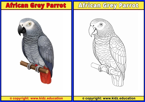 African Grey Parrot - Printable Coloring Page for Kids
