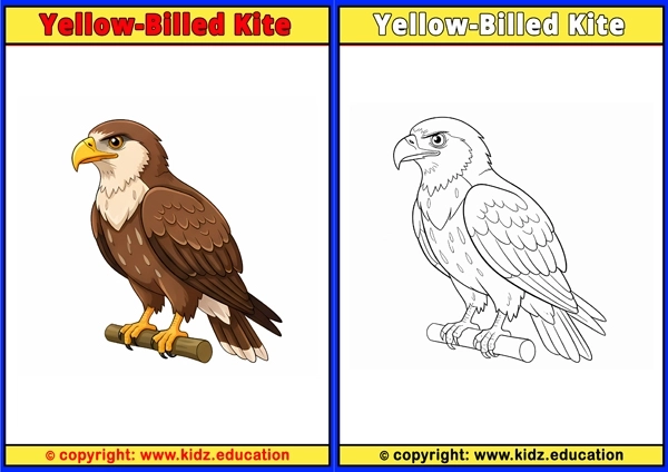 Zebra Finch - Printable Coloring Page for Kids