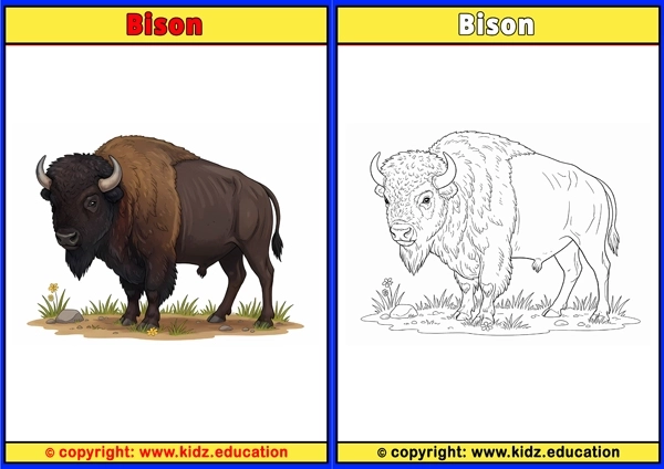 Bison - Printable Coloring Page for Kids