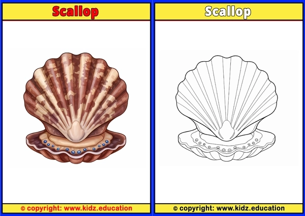 Scallop - Printable Coloring Page for Kids