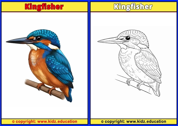 Kiwi Bird - Printable Coloring Page for Kids