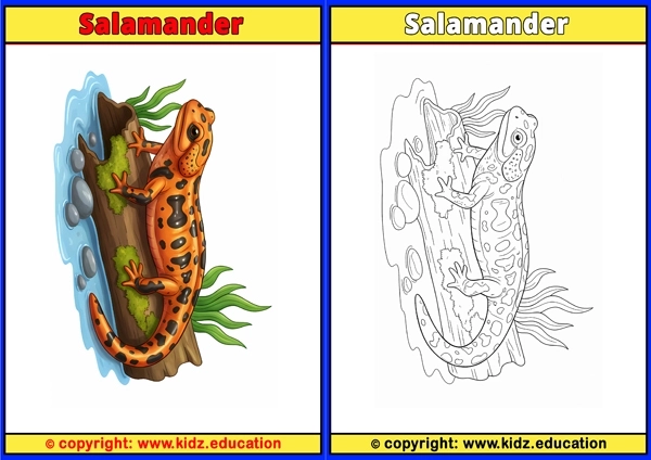 Salamander - Printable Coloring Page for Kids