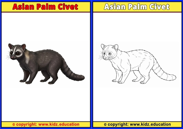 Asian Palm Civet - Printable Coloring Page for Kids