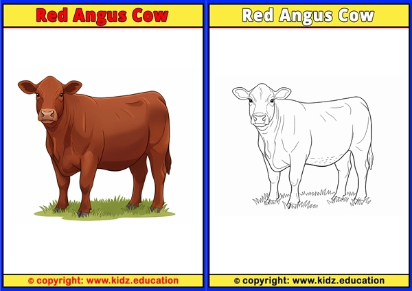 Red Angus Cow - Printable Coloring Page for Kids