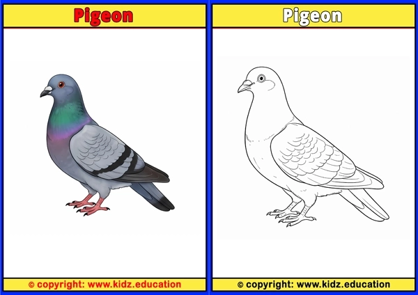 Potoo - Printable Coloring Page for Kids