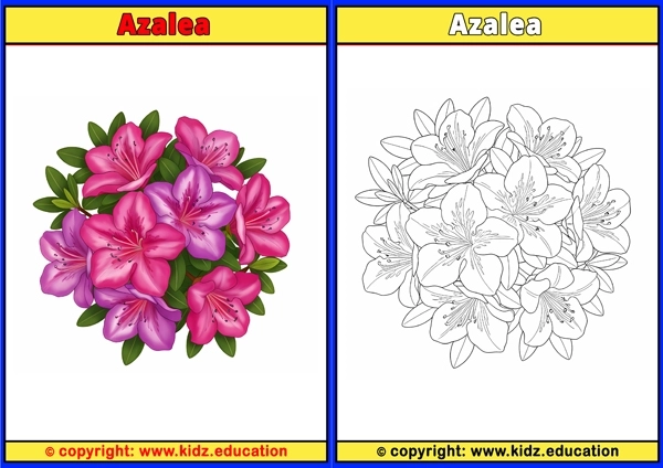Azalea - Printable Coloring Page for Kids