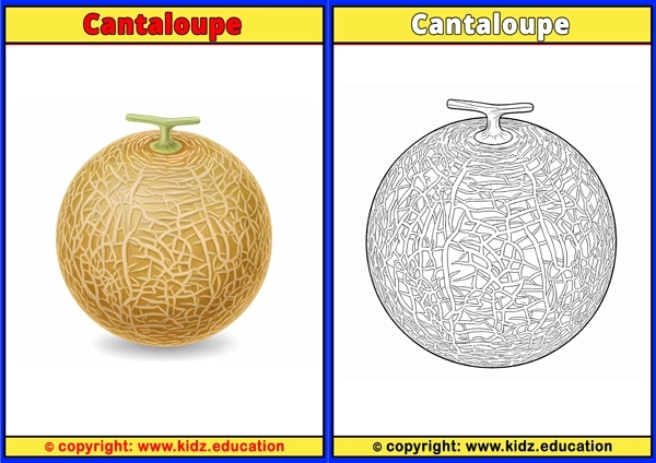 Cantaloupe - Printable Coloring Page for Kids