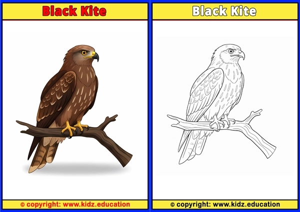 Black Kite - Printable Coloring Page for Kids
