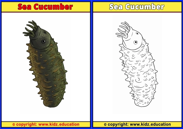 Sea Cucumber - Printable Coloring Page for Kids