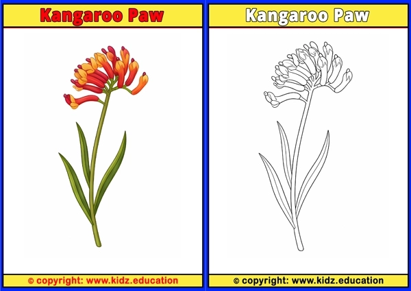 Kangaroo Paw - Printable Coloring Page for Kids