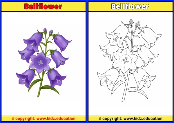 Bellflower - Printable Coloring Page for Kids