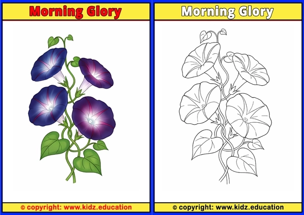 Morning Glory - Printable Coloring Page for Kids