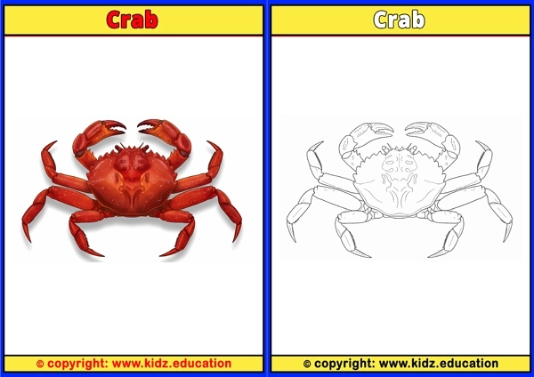 Crab - Printable Coloring Page for Kids