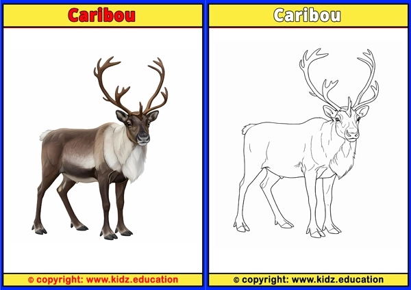 Caribou - Printable Coloring Page for Kids